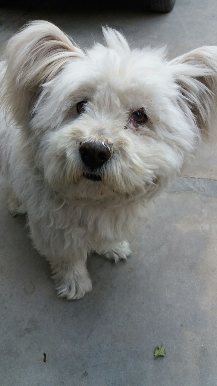 dog