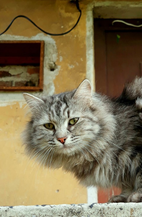 bead, whiskers桌布