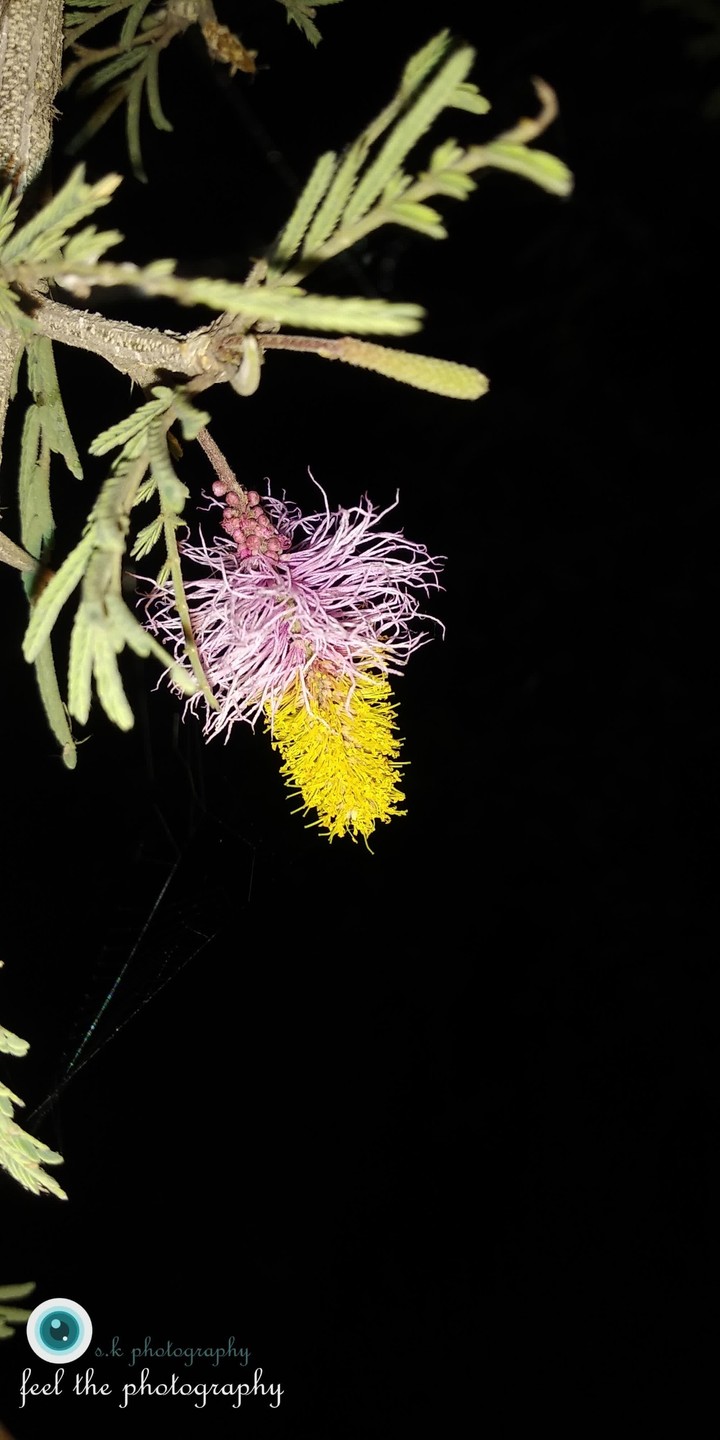 rainboies flower
