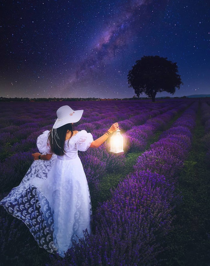 Lavender & latern