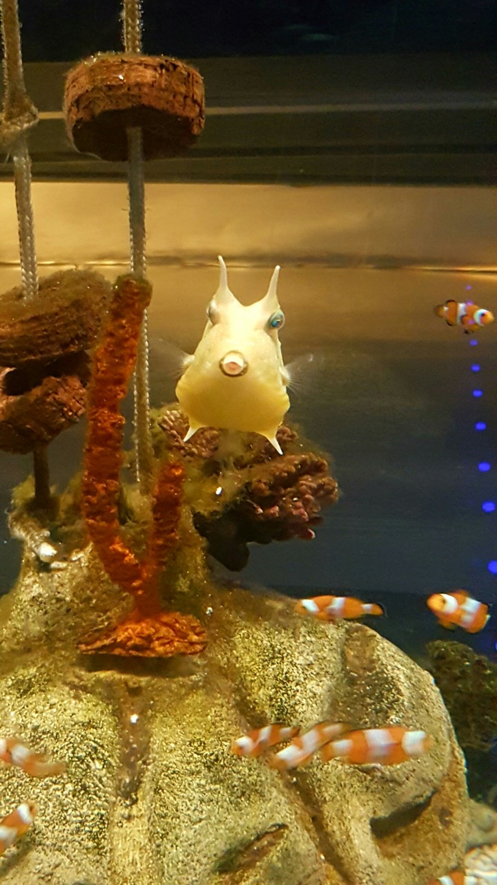 Fish