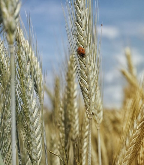 agriculture, Close-up वॉलपेपर