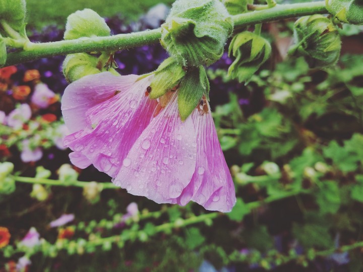 rain vs flower