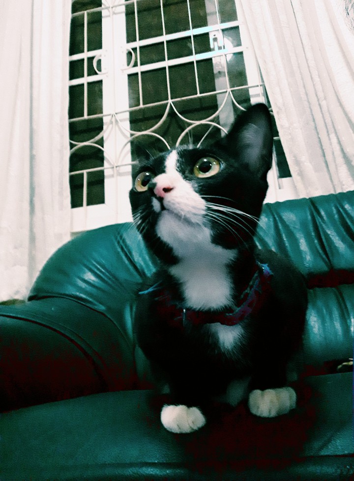my cuty cat 