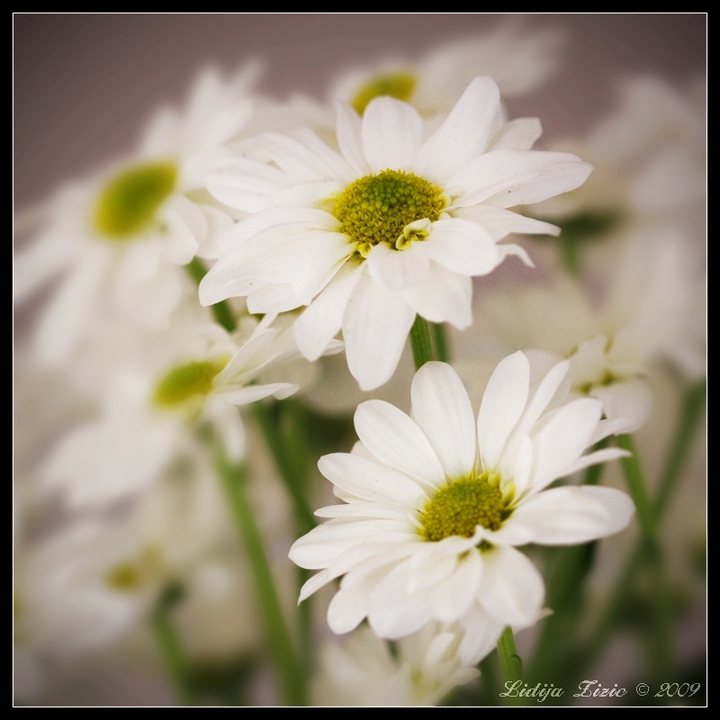 the beauty of flowers....جوانی گوڵ