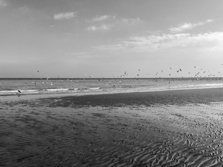 birds 3