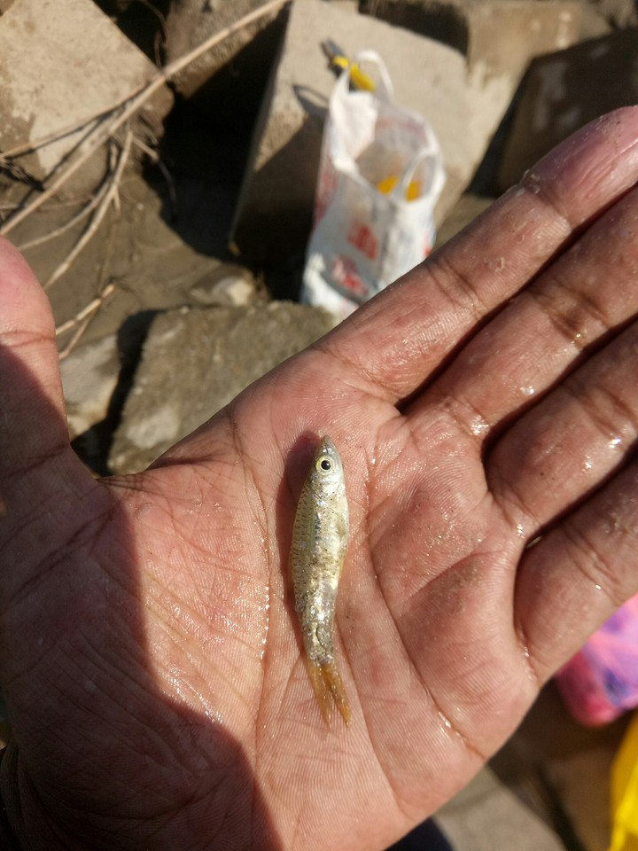 Fish