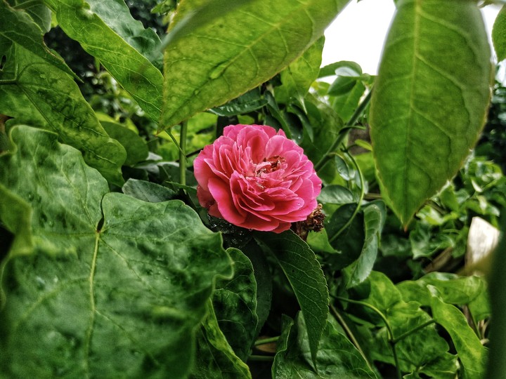 rose