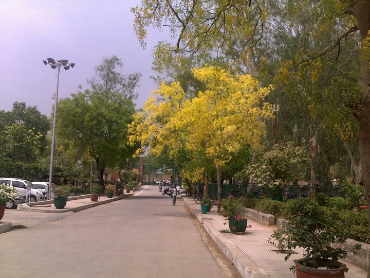 blossoms