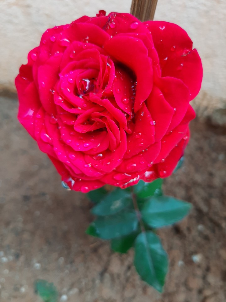 rose