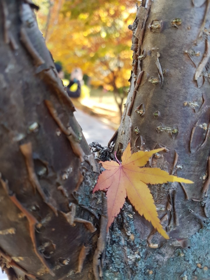 단풍