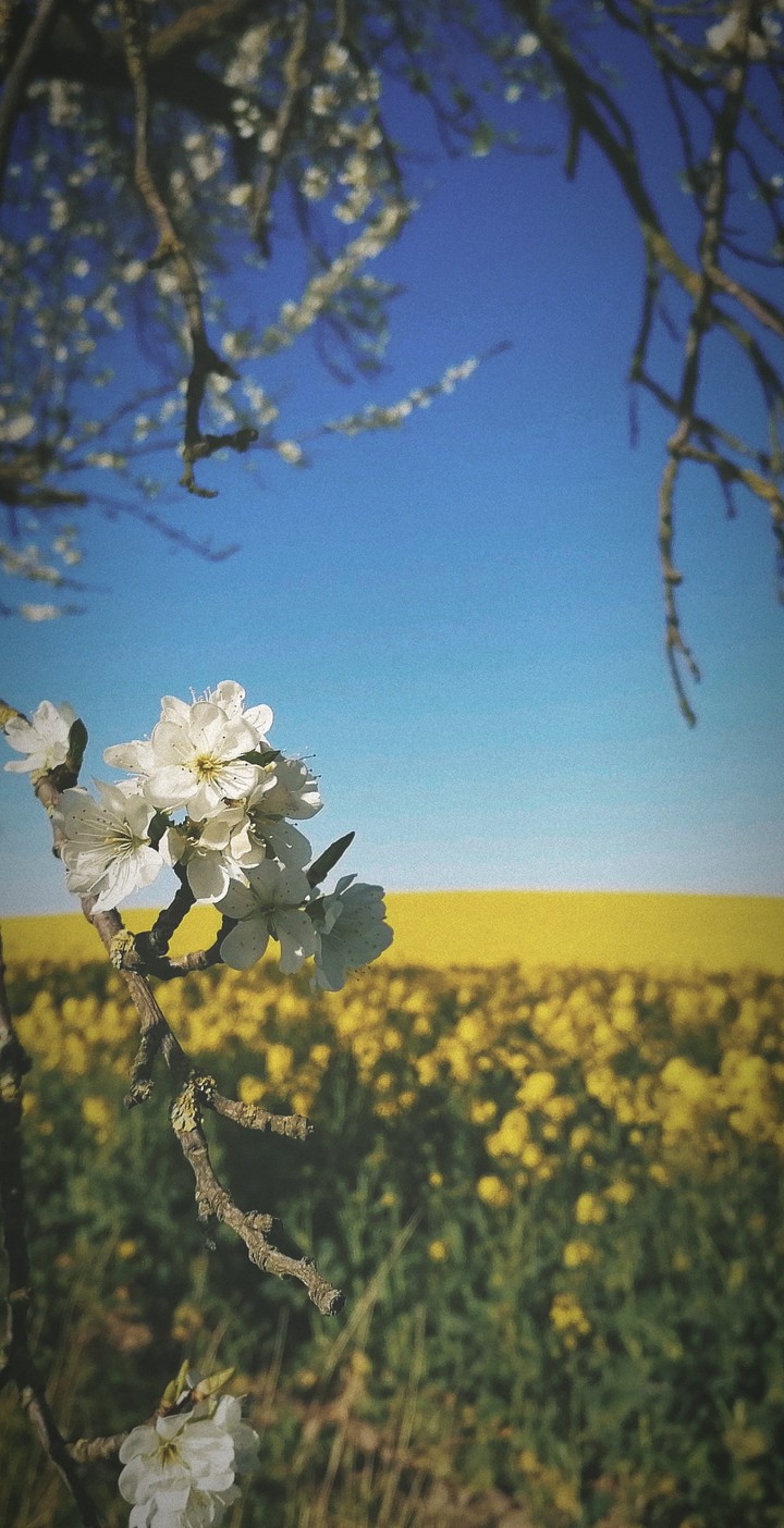 Rapsfeld