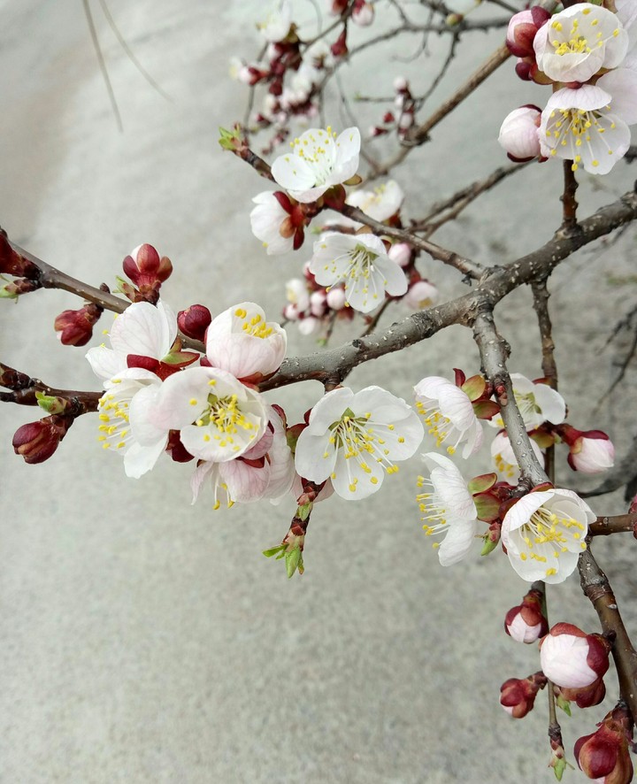 cherry blossom.