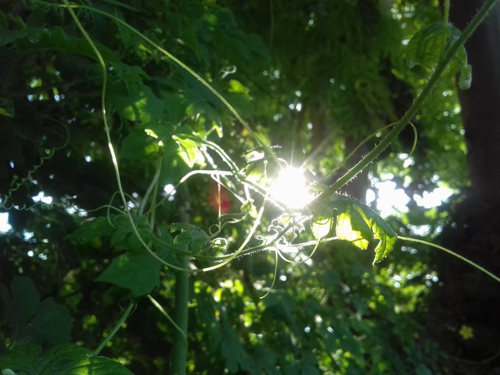 nature