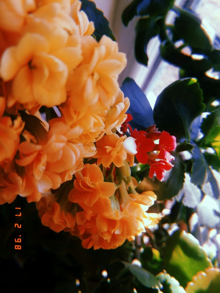 flowers