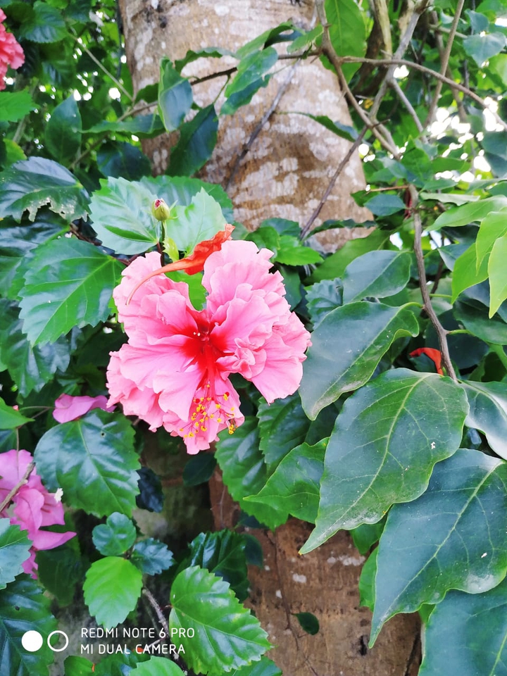 জবা