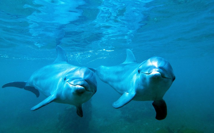 Swimming 
