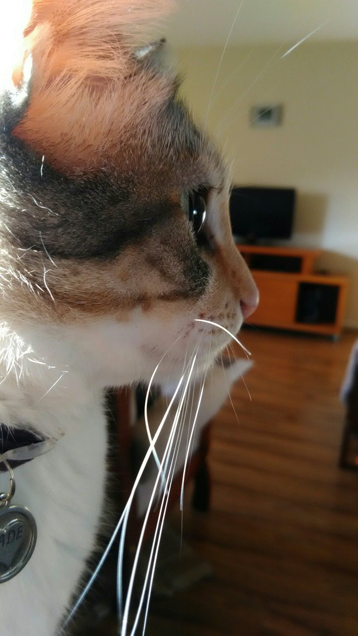 Jade
