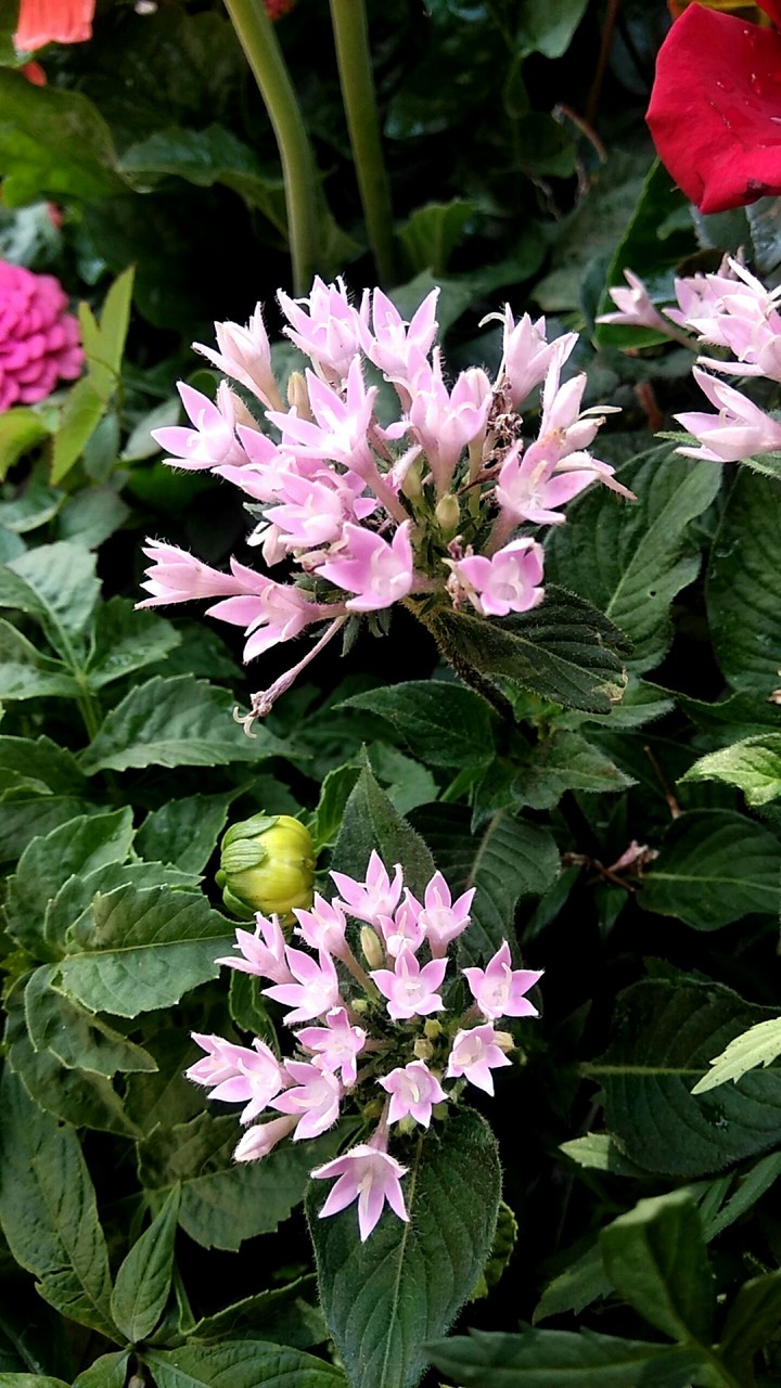 Flowers