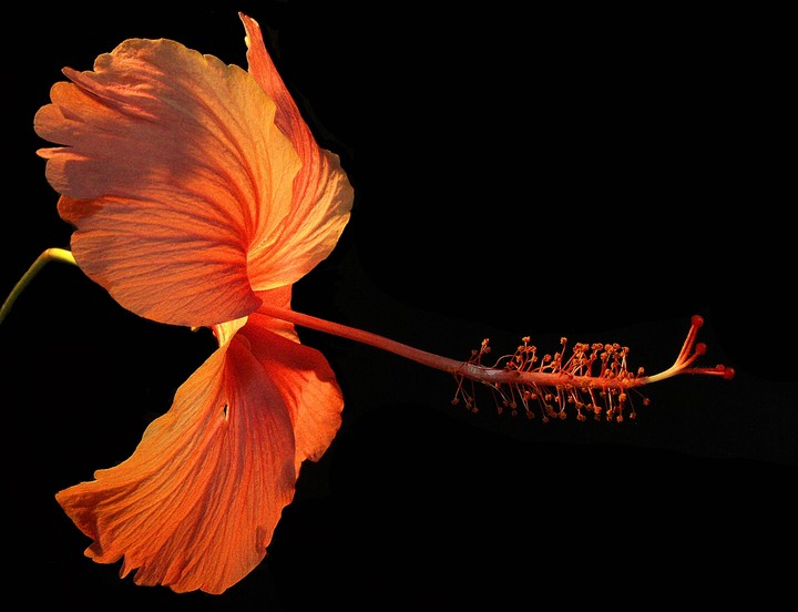 Amoled China Rose