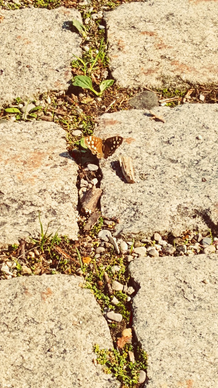 butterfly