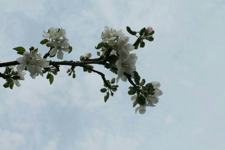Spring