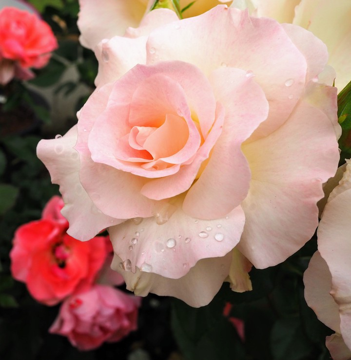 Rose