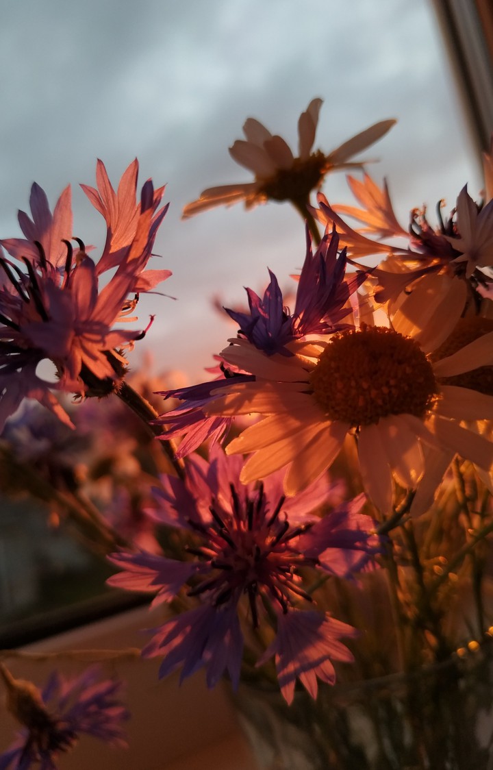 flowers