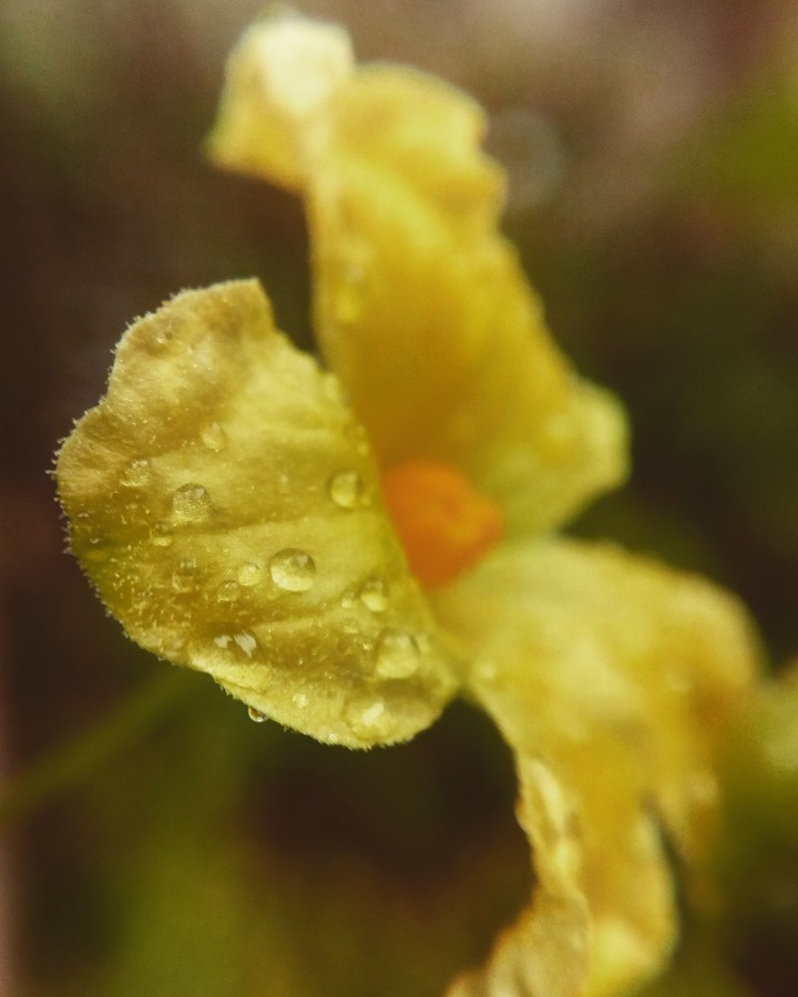 water drops on flower #macro