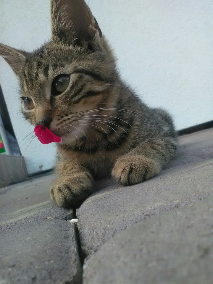 Kotek
