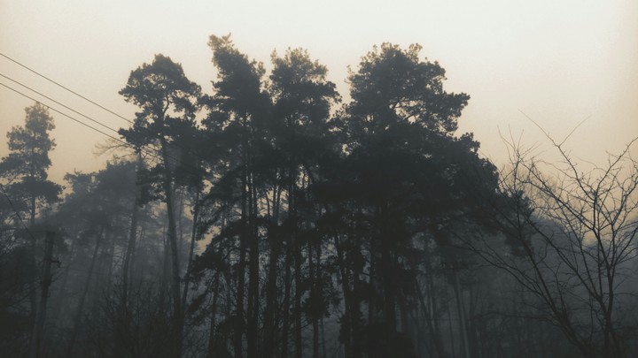 Dark forest