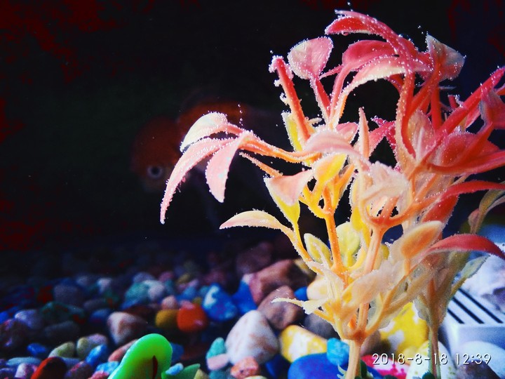 underwater