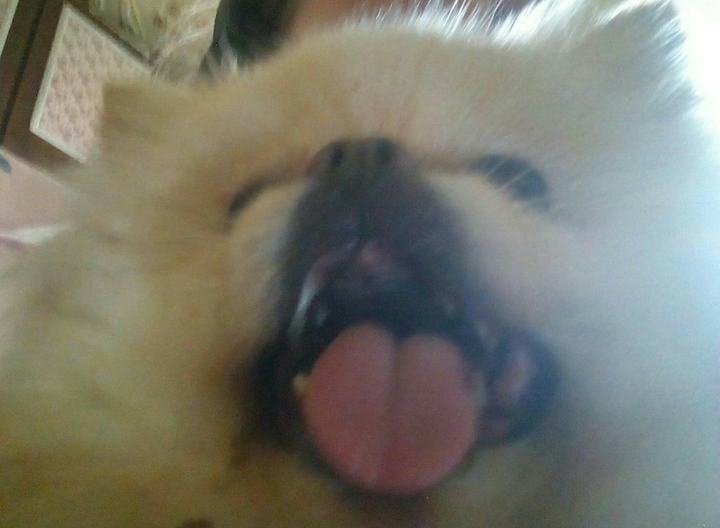 собака