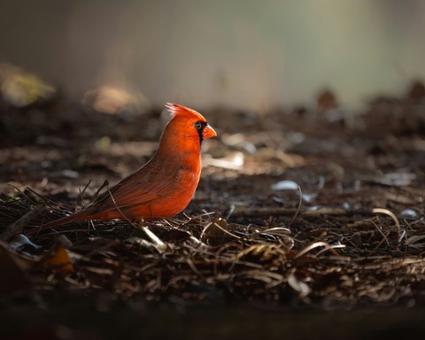 sfondi beak, red