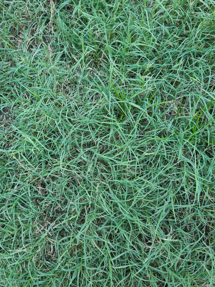 grass