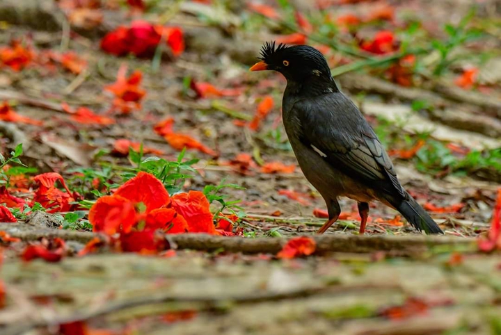 bird