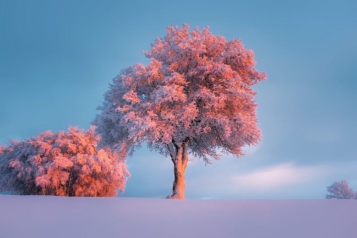 red trees