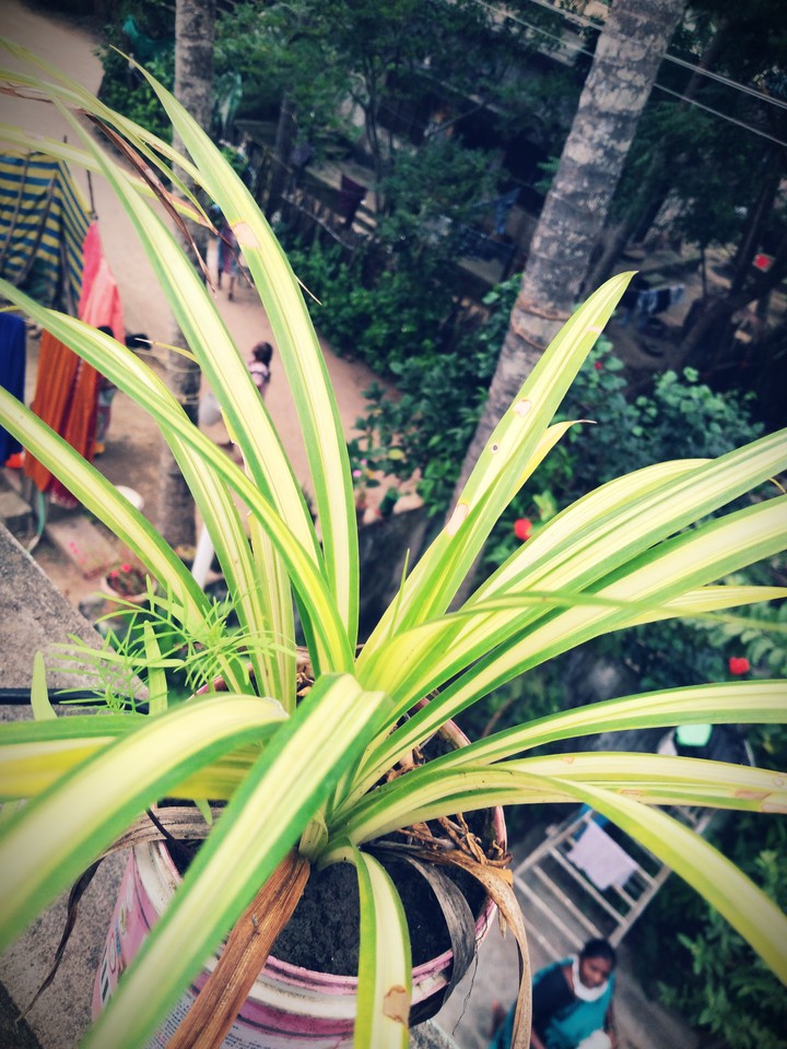 nature