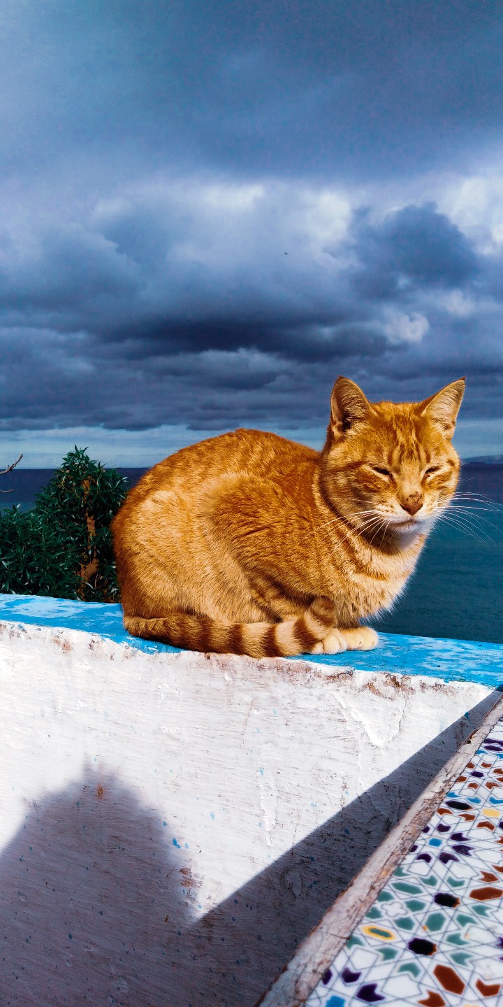 photo professionnelle sur le chat