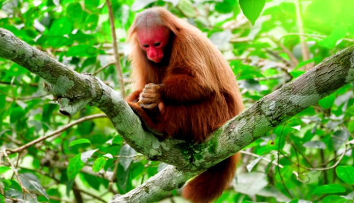 monkey
