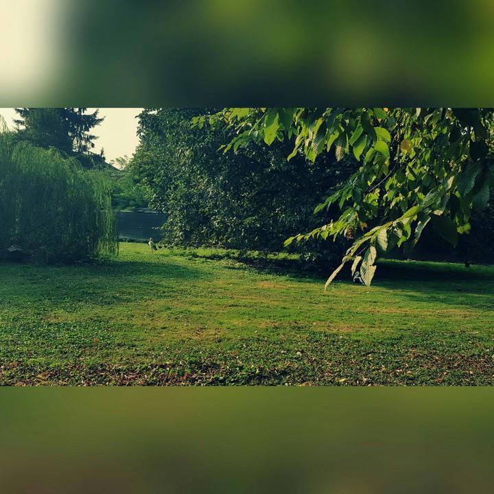the nature