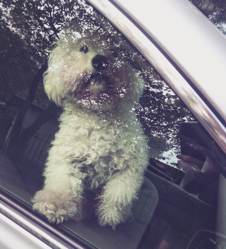 dog