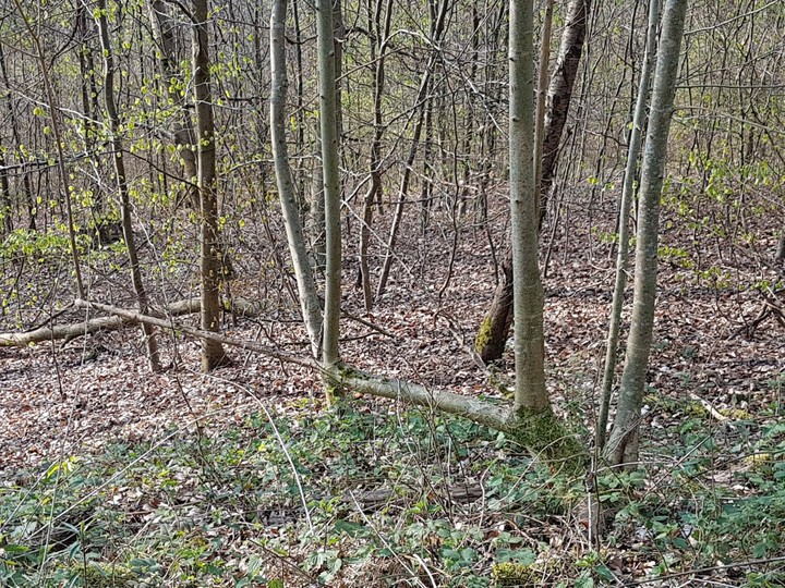 Wachstum