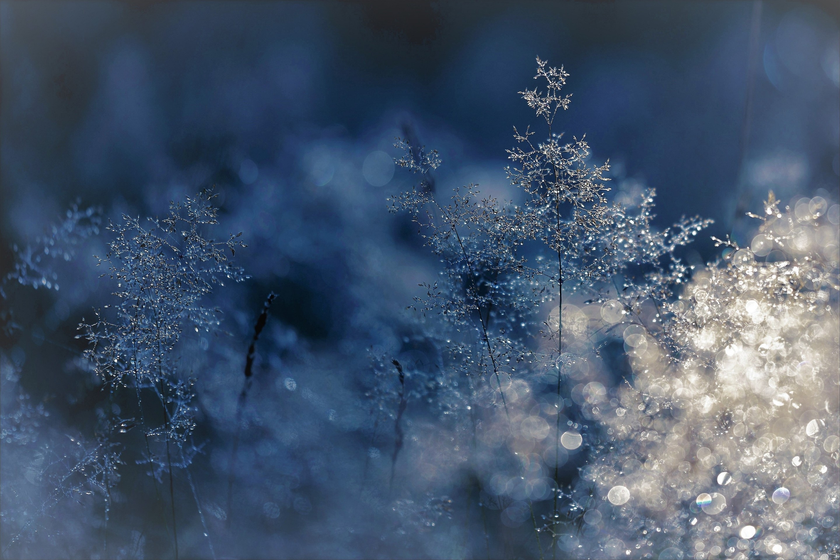 Snow White but Frosty