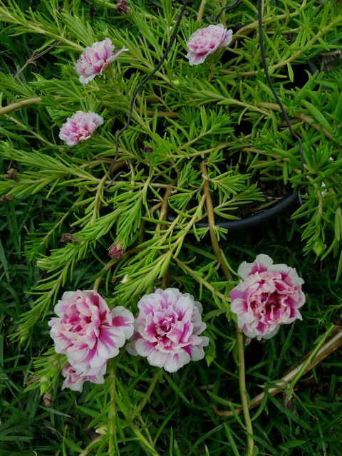 flowers love