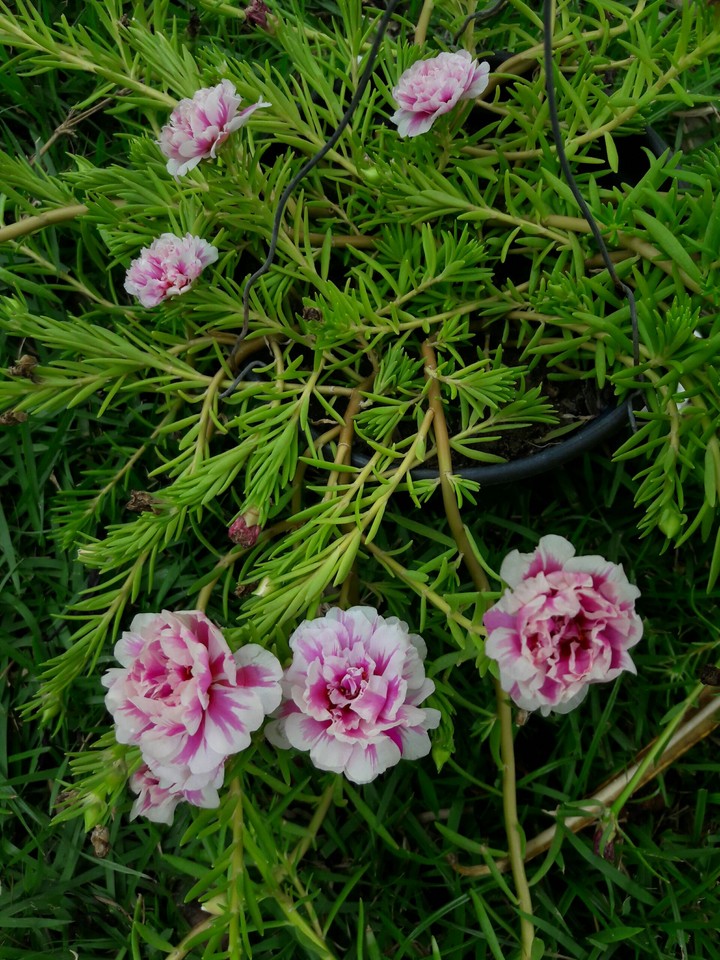 flowers love