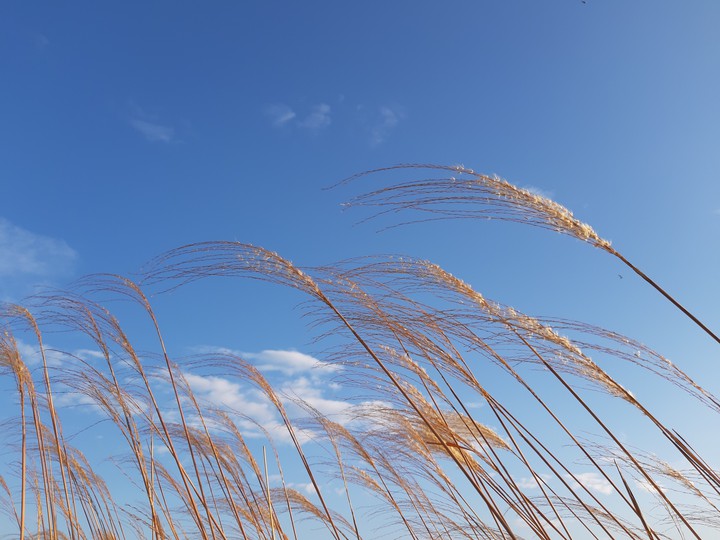 silver grass but golden