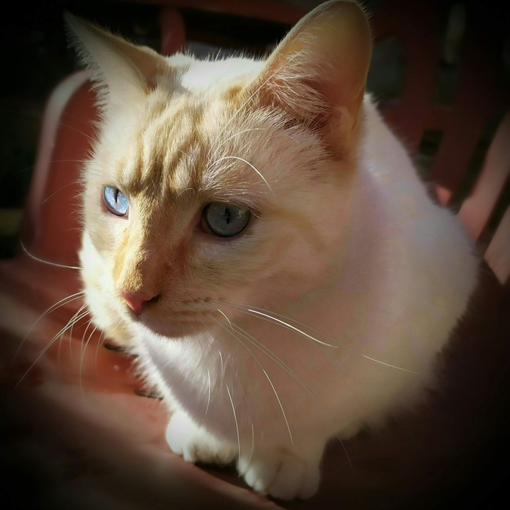 Gato92 - (Teo)