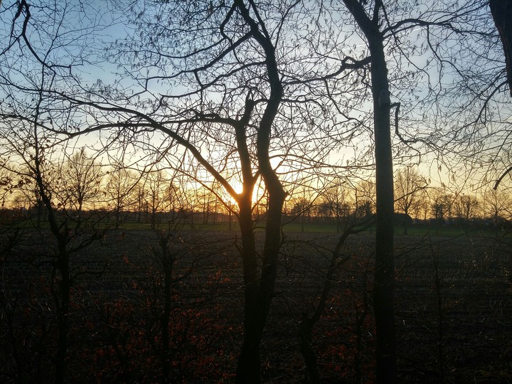 tree lane