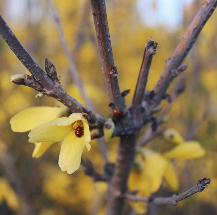 spring